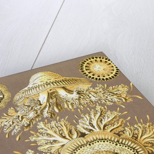 Illustration showing six views of jellyfish. Discomedusae by Ernst Haeckel