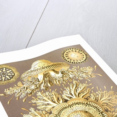 Illustration showing six views of jellyfish. Discomedusae by Ernst Haeckel