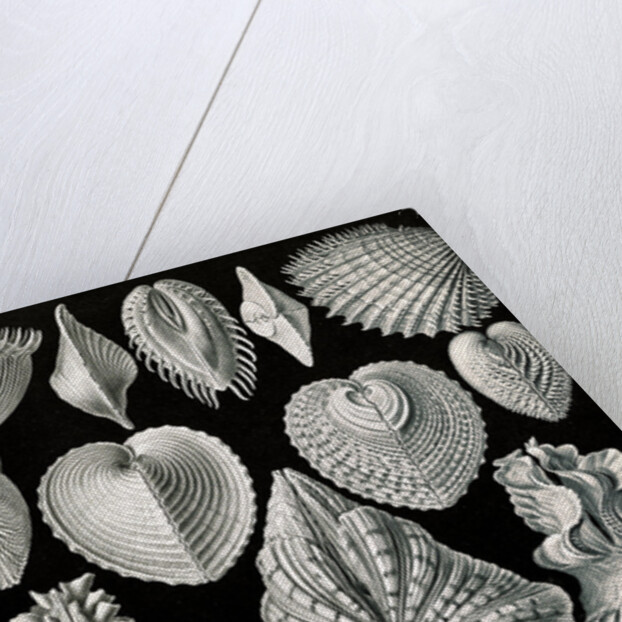 Illustration showing a variety of mollusks. Acephala by Ernst Haeckel