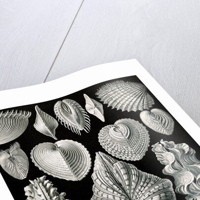 Illustration showing a variety of mollusks. Acephala by Ernst Haeckel