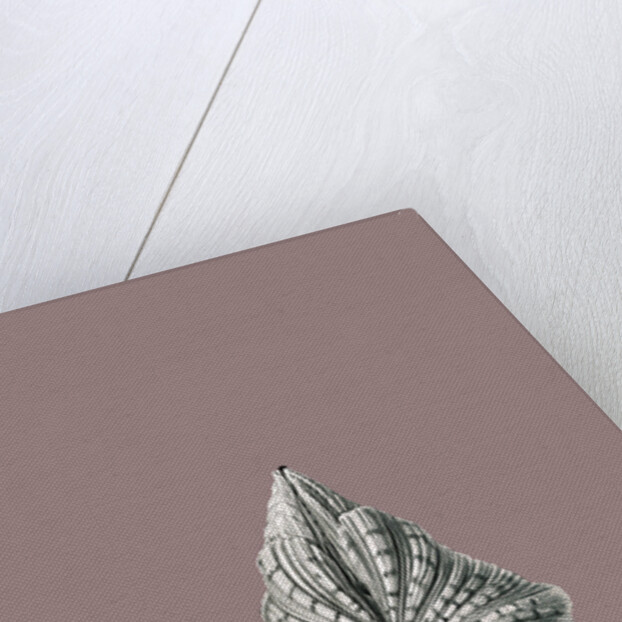 Illustration showing a variety of mollusks. Acephala by Ernst Haeckel