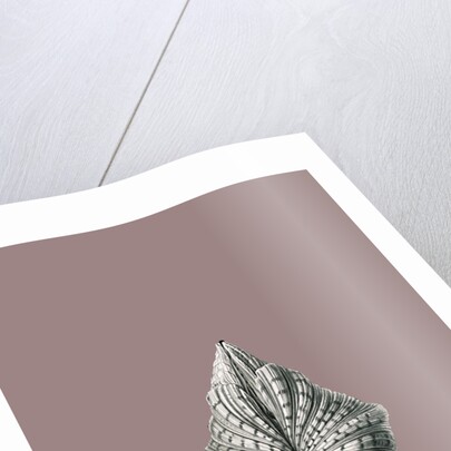 Illustration showing a variety of mollusks. Acephala by Ernst Haeckel