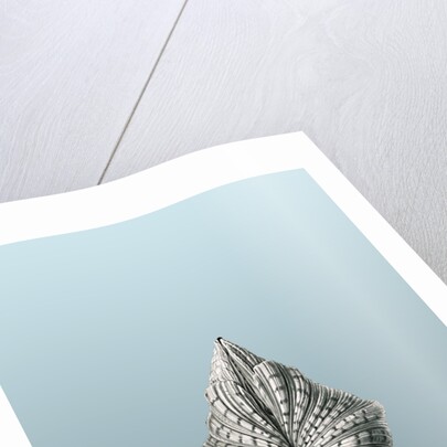 Illustration of mollusk. Acephala by Ernst Haeckel