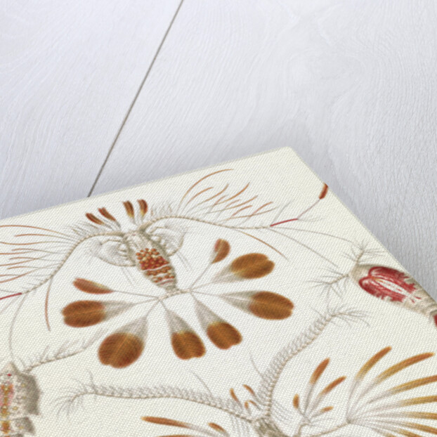 Illustration showing a variety of copopod crustaceans. Copepoda by Ernst Haeckel