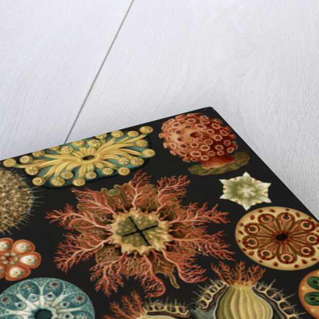 Illustration showing a variety of sea squirts. Ascidiae by Ernst Haeckel