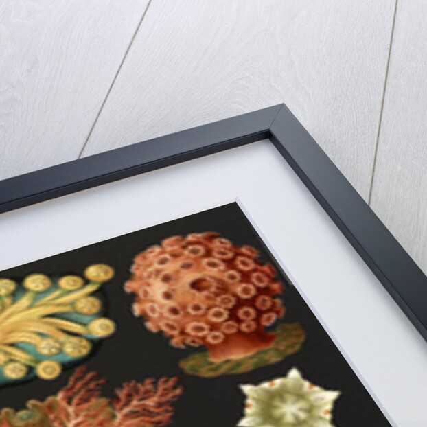 Illustration showing a variety of sea squirts. Ascidiae by Ernst Haeckel