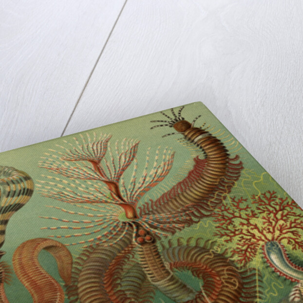 Illustration showing a variety of chaetopoda or spined marine worms. Chaetopoda by Ernst Haeckel