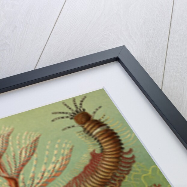 Illustration showing a variety of chaetopoda or spined marine worms. Chaetopoda by Ernst Haeckel