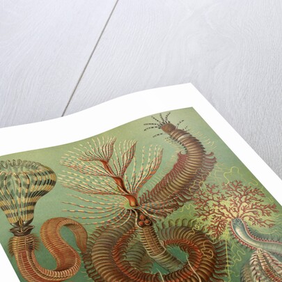 Illustration showing a variety of chaetopoda or spined marine worms. Chaetopoda by Ernst Haeckel