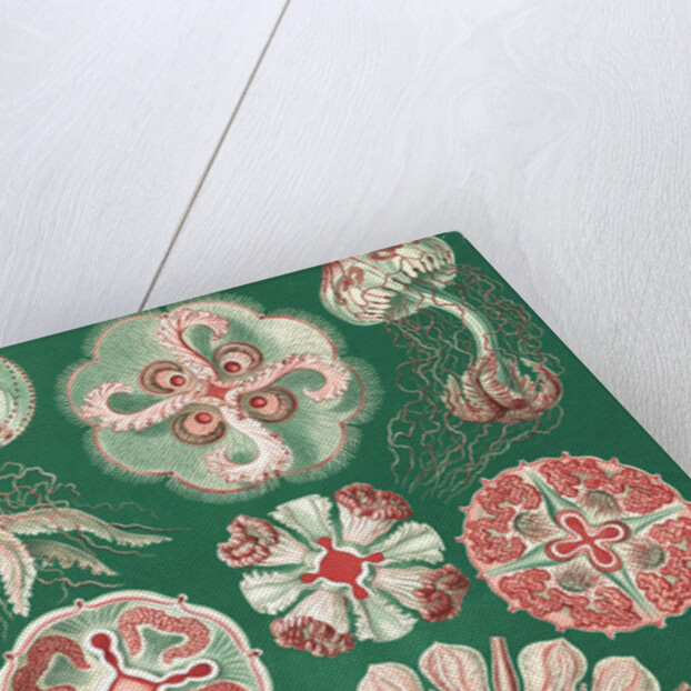 Illustration showing a variety of jellyfish. Discomedusae by Ernst Haeckel