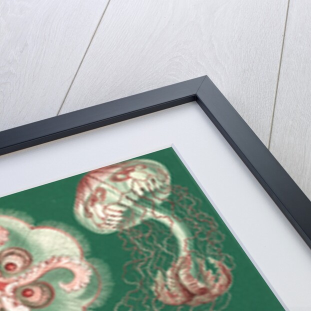 Illustration showing a variety of jellyfish. Discomedusae by Ernst Haeckel