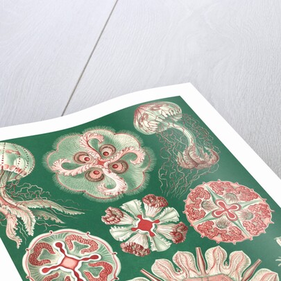 Illustration showing a variety of jellyfish. Discomedusae by Ernst Haeckel