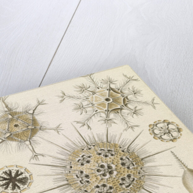 Microorganisms. Phaeodaria by Ernst Haeckel