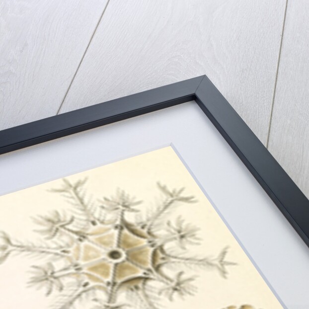 Microorganisms. Phaeodaria by Ernst Haeckel