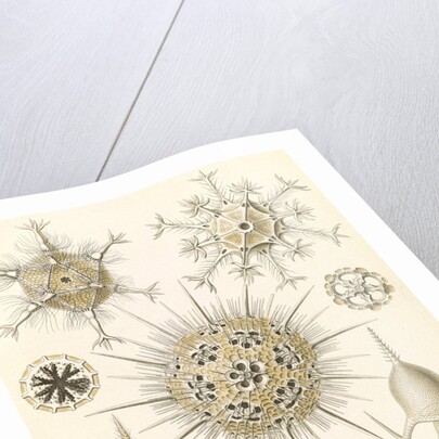 Microorganisms. Phaeodaria by Ernst Haeckel