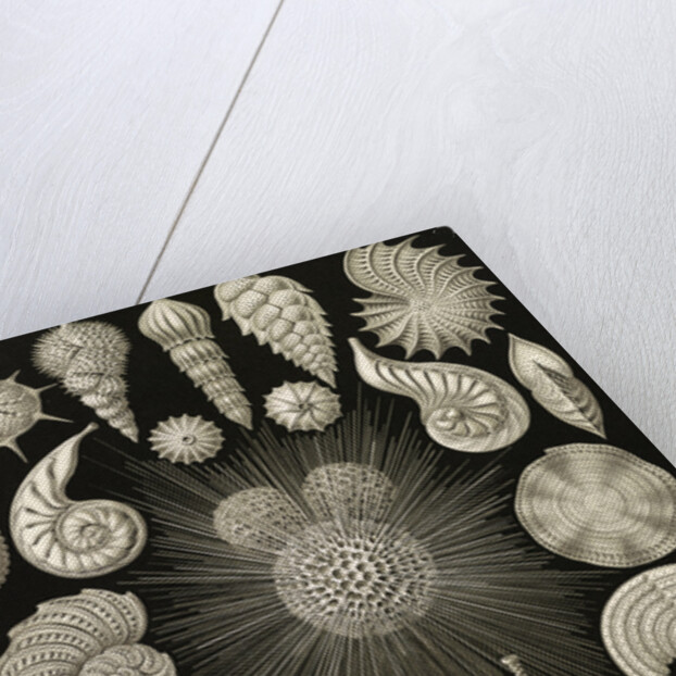 Microorganisms. Thalamophora by Ernst Haeckel