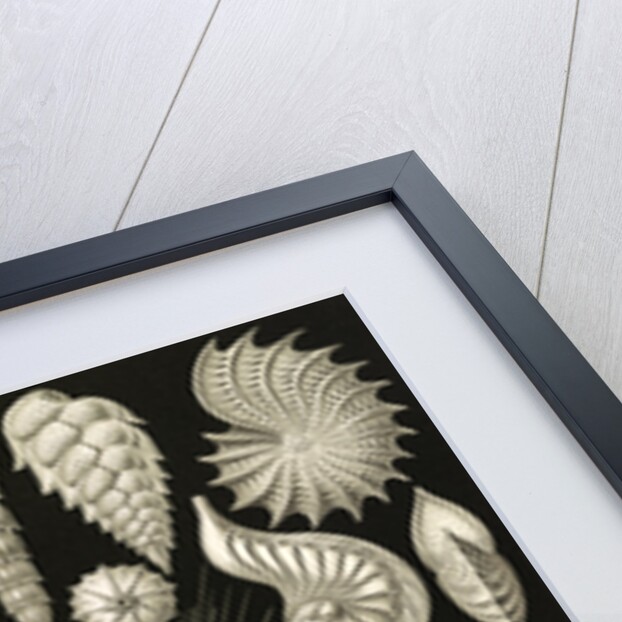 Microorganisms. Thalamophora by Ernst Haeckel