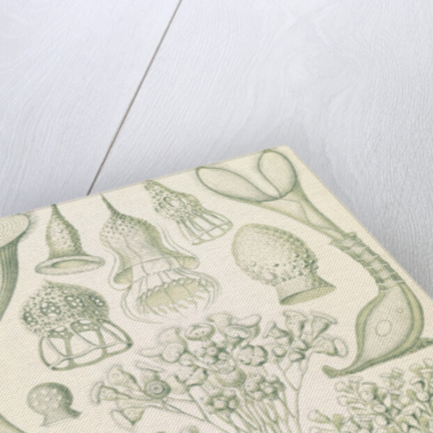 Microorganisms. Ciliata by Ernst Haeckel