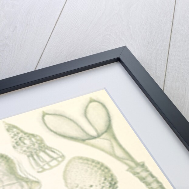 Microorganisms. Ciliata by Ernst Haeckel