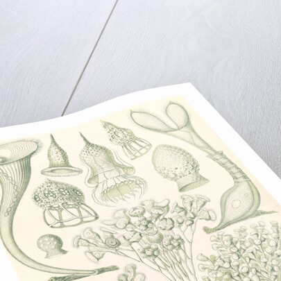 Microorganisms. Ciliata by Ernst Haeckel