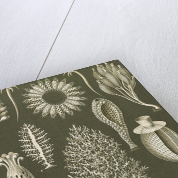Calcareous sponges. Calcispongiae by Ernst Haeckel