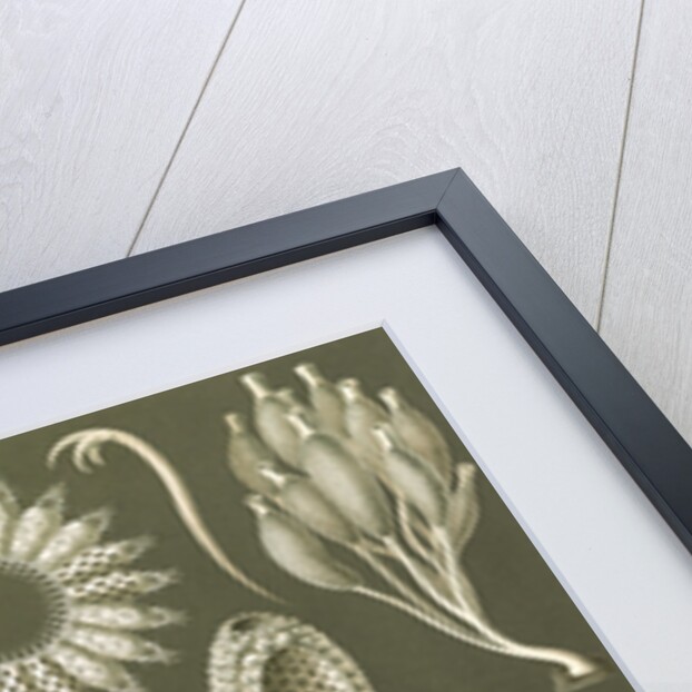 Calcareous sponges. Calcispongiae by Ernst Haeckel