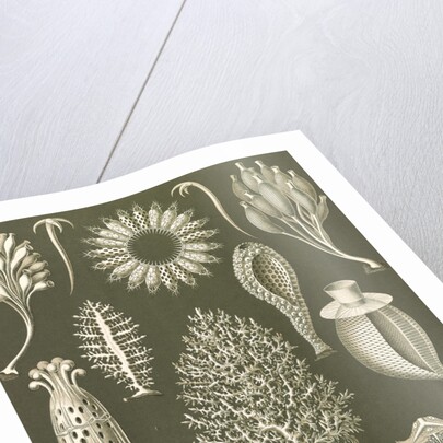 Calcareous sponges. Calcispongiae by Ernst Haeckel