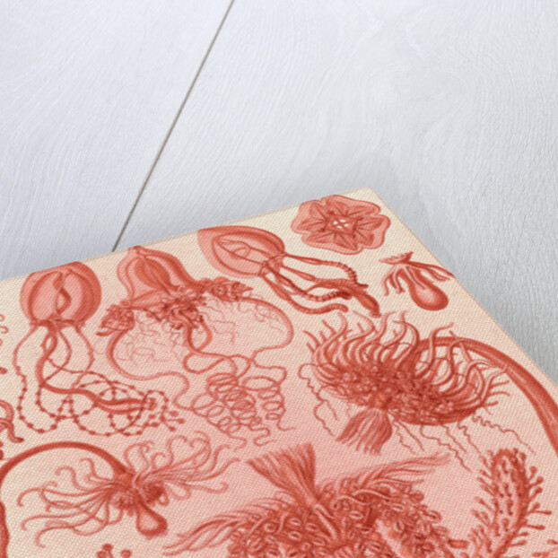 Marine invertebrates. Tubulariae by Ernst Haeckel