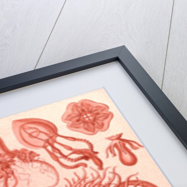 Marine invertebrates. Tubulariae by Ernst Haeckel