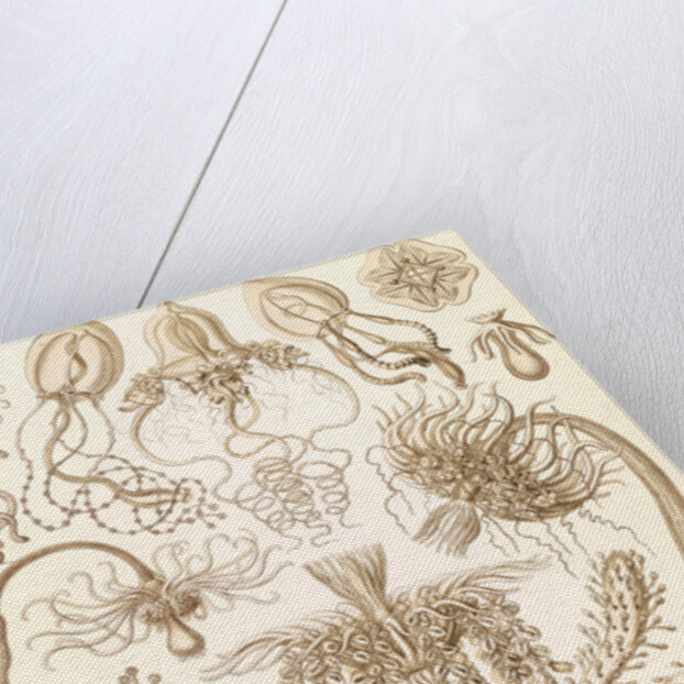 Marine invertebrates. Tubulariae by Ernst Haeckel