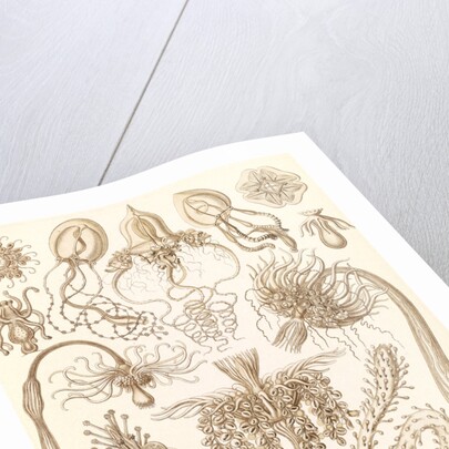 Marine invertebrates. Tubulariae by Ernst Haeckel