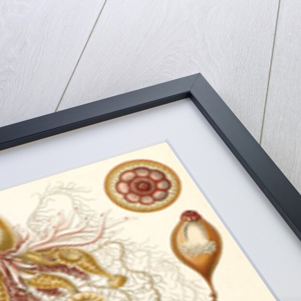 Marine invertebrates. Siphonophorae by Ernst Haeckel