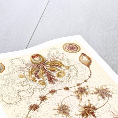 Marine invertebrates. Siphonophorae by Ernst Haeckel