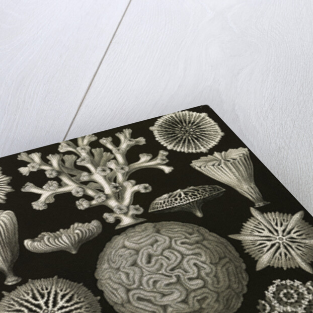 Corals. Hexacoralla by Ernst Haeckel