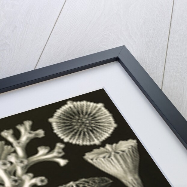 Corals. Hexacoralla by Ernst Haeckel