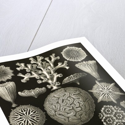 Corals. Hexacoralla by Ernst Haeckel