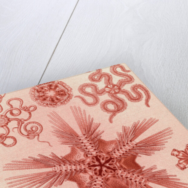 Marine invertebrates related to starfish. Ophiodea by Ernst Haeckel