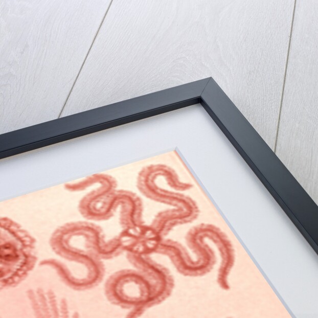 Marine invertebrates related to starfish. Ophiodea by Ernst Haeckel