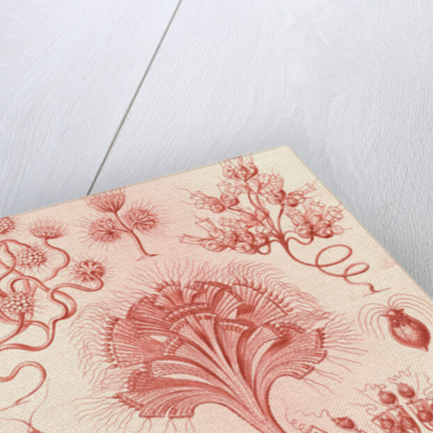 Microorganisms. Flagellata by Ernst Haeckel