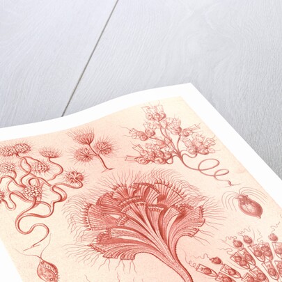 Microorganisms. Flagellata by Ernst Haeckel