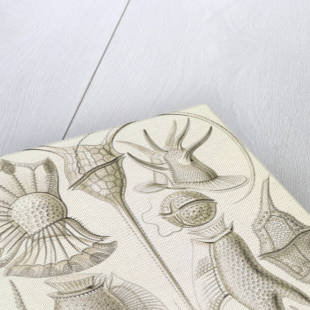 Microorganisms. Peridinea by Ernst Haeckel