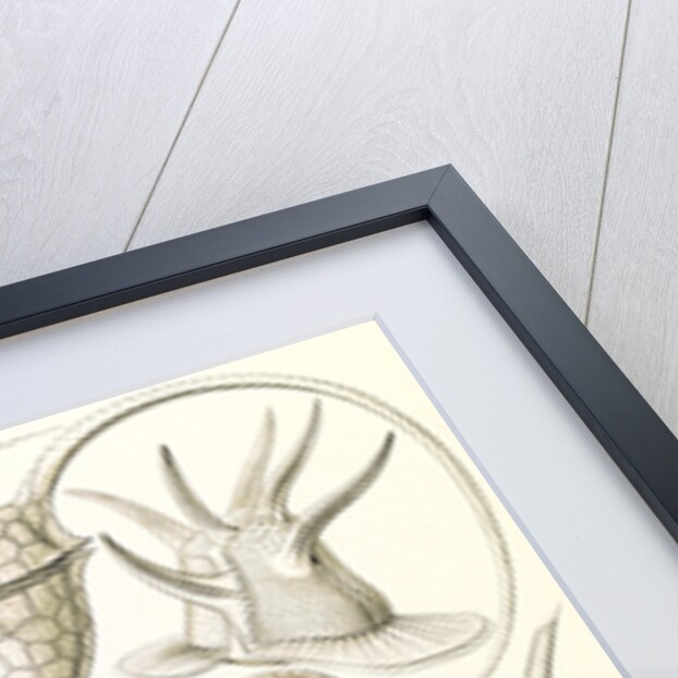 Microorganisms. Peridinea by Ernst Haeckel