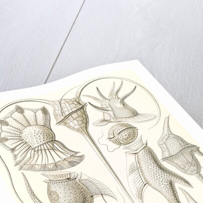 Microorganisms. Peridinea by Ernst Haeckel