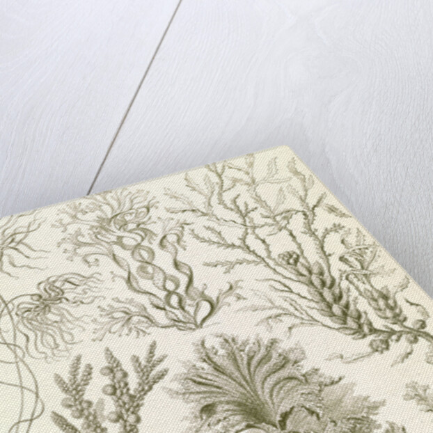 Algae. Fucoideae by Ernst Haeckel