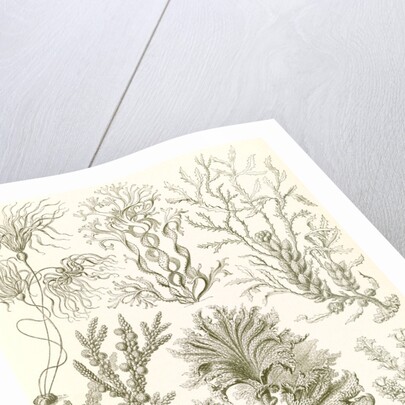 Algae. Fucoideae by Ernst Haeckel