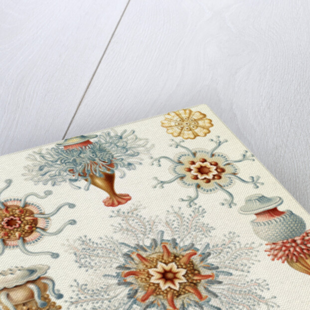 Marine invertebrates. Siphonophorae by Ernst Haeckel