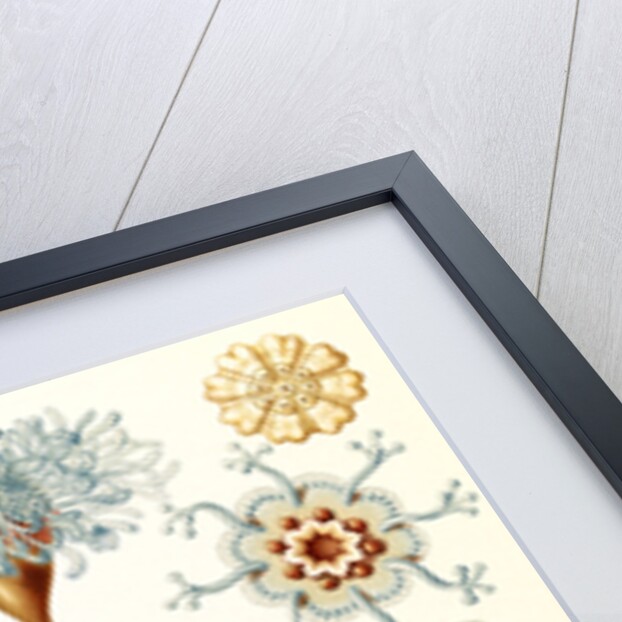 Marine invertebrates. Siphonophorae by Ernst Haeckel