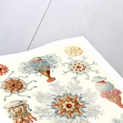 Marine invertebrates. Siphonophorae by Ernst Haeckel