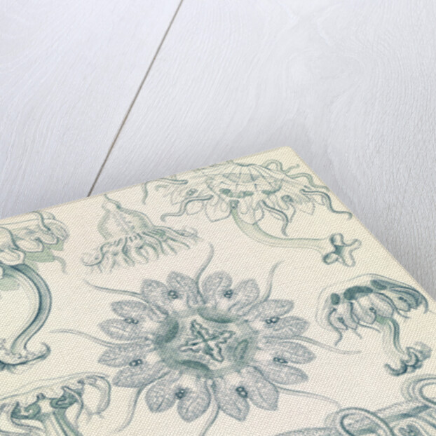 Jellyfishes. Discomedusae by Ernst Haeckel