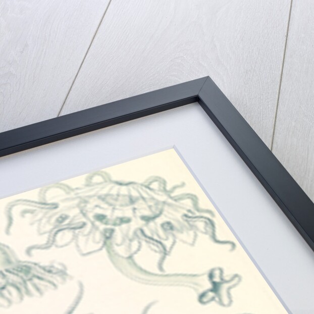 Jellyfishes. Discomedusae by Ernst Haeckel